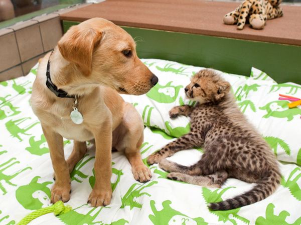 Необычная дружба гепарда и собаки