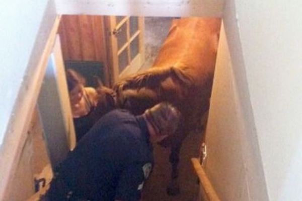Спасение лошади провалившейся в подвал дома