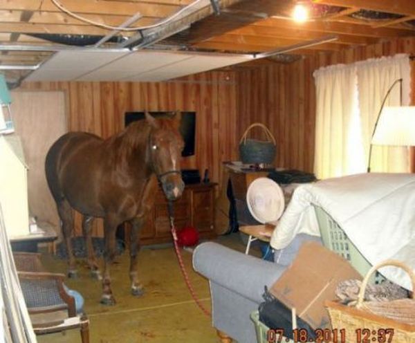 Спасение лошади провалившейся в подвал дома