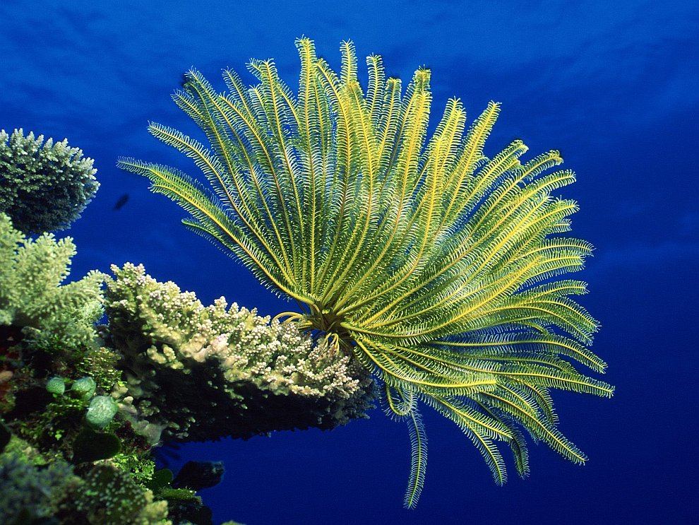Кораллы Большого барьерного рифа
