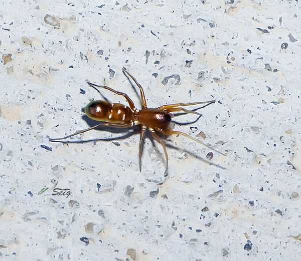 Один из пауков рода Micaria