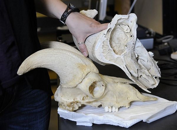 Образец губчатой костной ткани в черепе современных африканских антилоп. У стегоцераса череп устроен ещё лучше! (Фото Riley Brandt.)