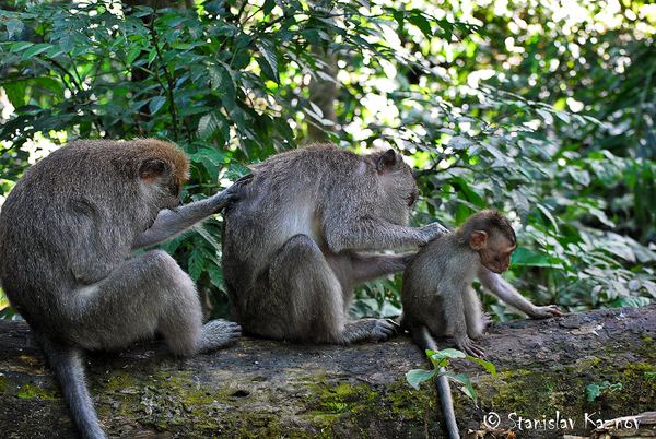 Храм обезьян на острове Бали
