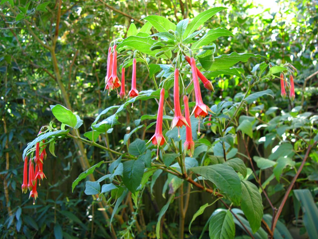 Фуксия блестящая (Fuchsia fulgens DC.)