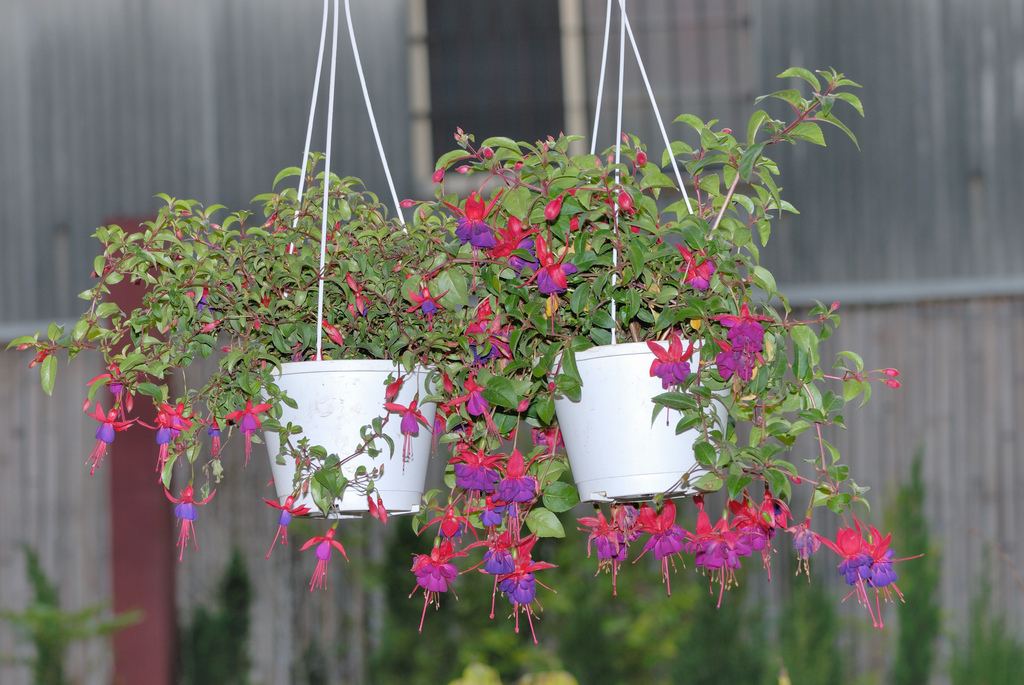 Коллекция растений  "Фуксия гибридная " может быть подобрана таким образом, что цветки фуксии будут радовать с весны до...