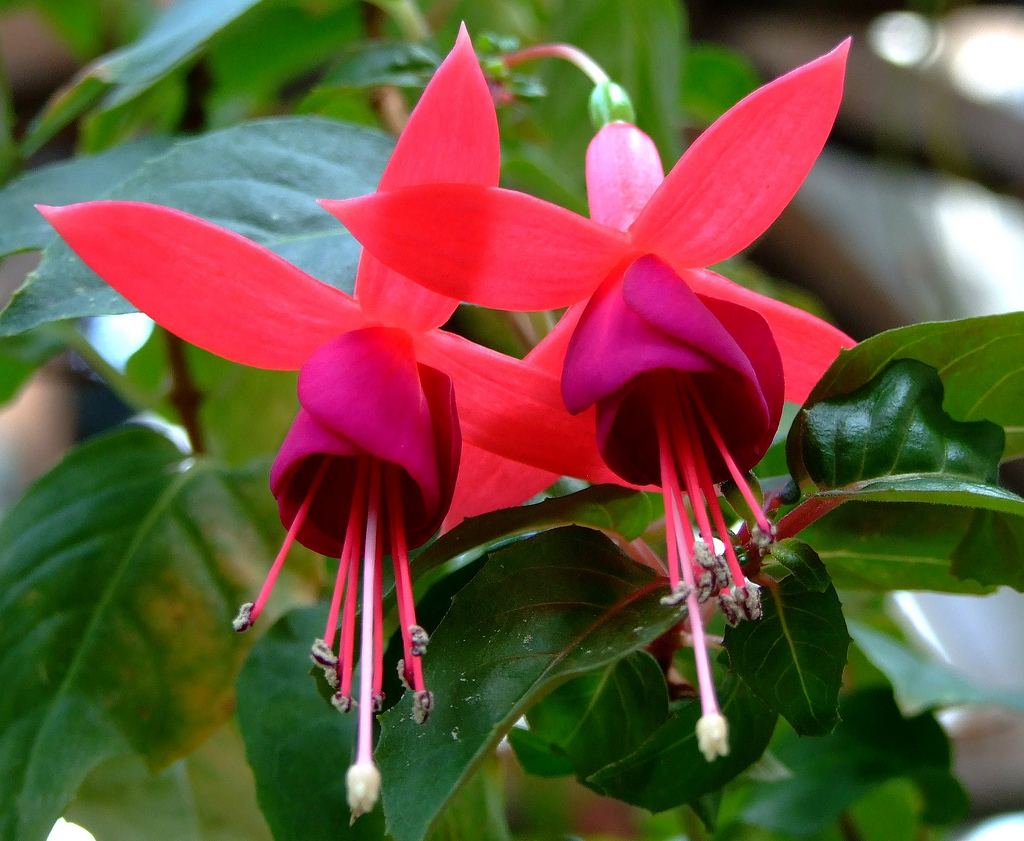 Hồng hoa Đăng có nguồn gốc từ Chi Lê, thuộc họ Oenotheraceae, chi Fuchsia xuất xứ từ...