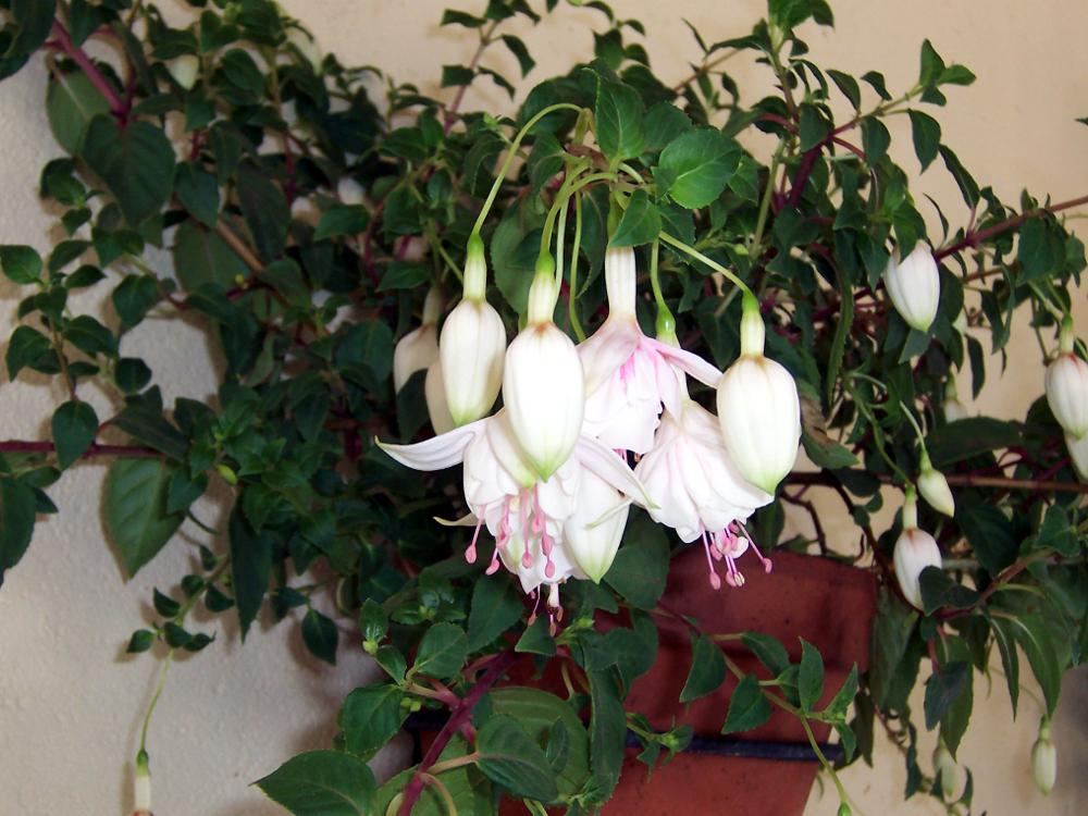   (Fuchsia hybrida)