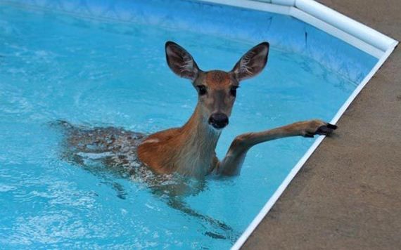 Животные в бассейне