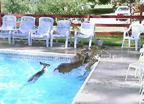 Животные в бассейне