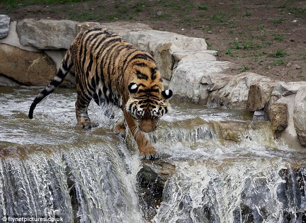 Амурский тигр устроил водный атракцион в парке дикой природы
