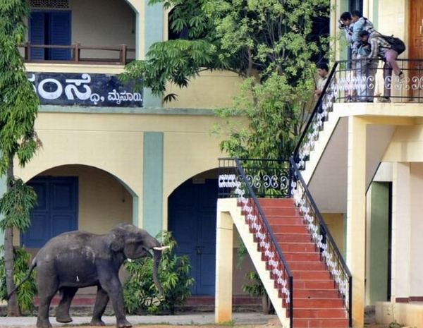 Разбушевавшиеся слоны в индийском штате Каматака