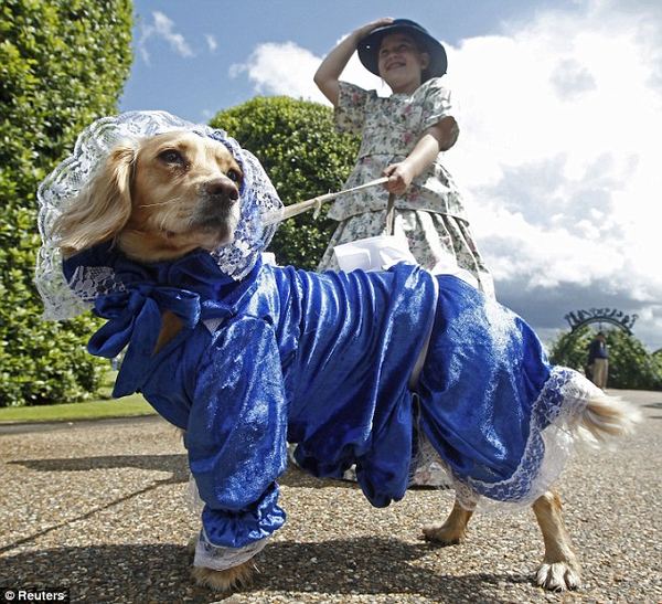 Самые стильные собаки одетые под дворян викторианской эпохи