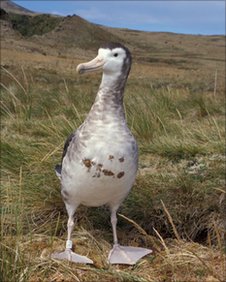 Самым редким из всех видов альбатросов учёными был признан амстердамский альбатрос (Diomedea amsterdamensis) или альбатрос амстердамских островов, сообщило BBC News.