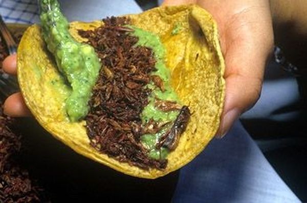 Самые популярные и необычные блюда из насекомых