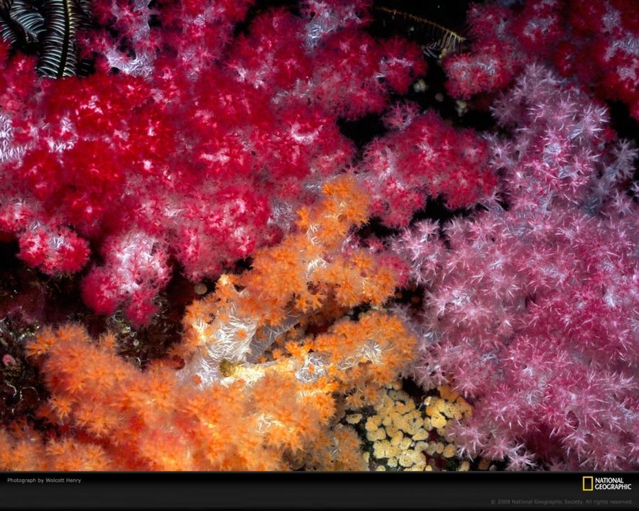 Удивительный мир кораллов