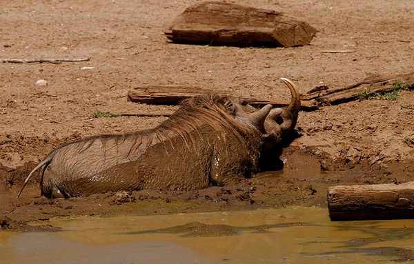 Африканский бородавочник принимает грязевые ванны.