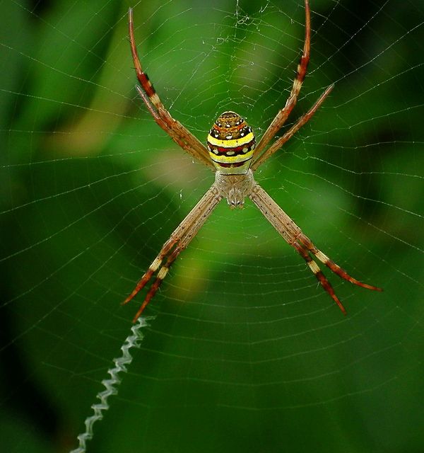 Один из пауков-аргиоп; хорошо видна зигзагообразная толстая нить, вплетённая в паутину