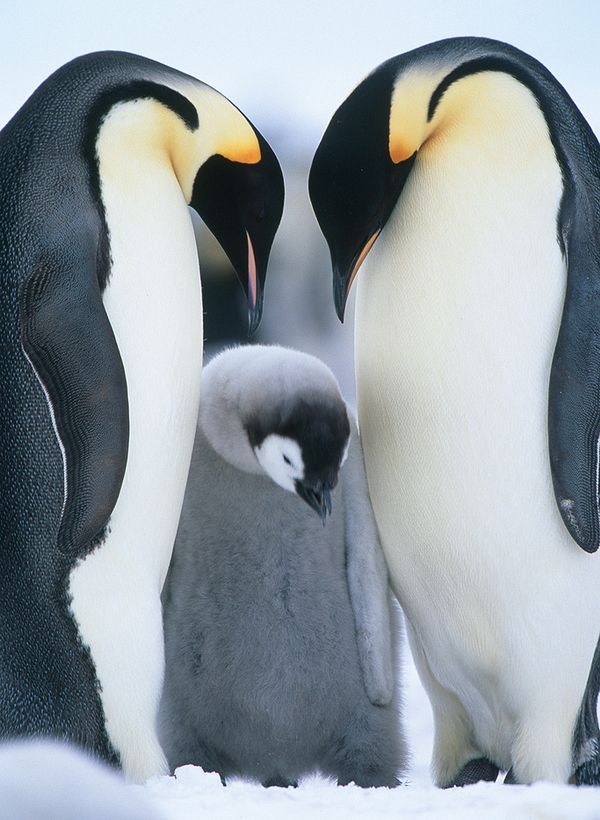 Семья императорских пингвинов