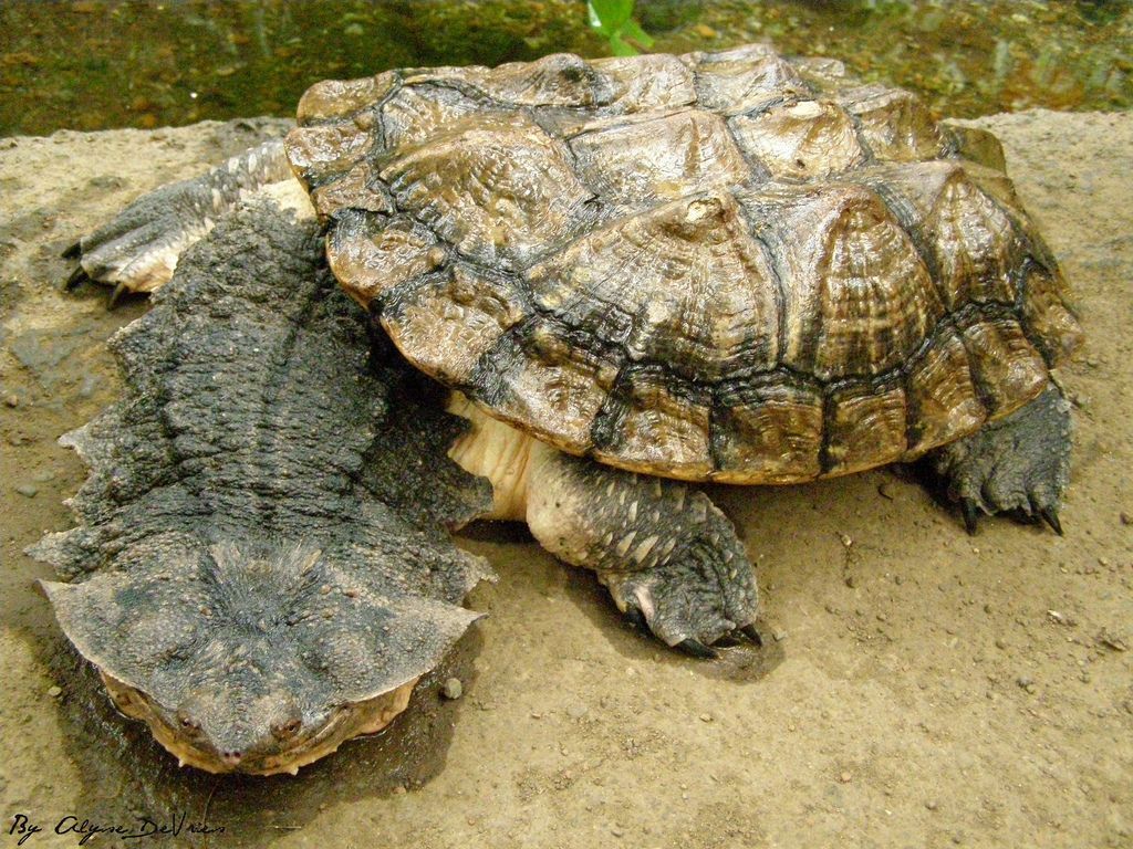 Матамата (бахромчастая черепаха) (Chelusfimbriatus)