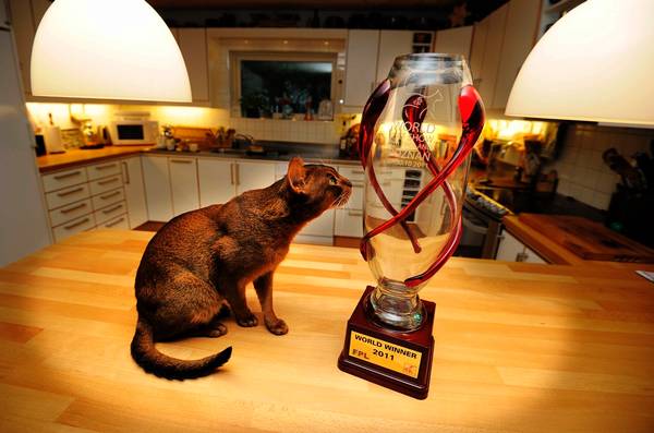 Самый красивый кот в мире выбран на выствке кошек  World Cat Show