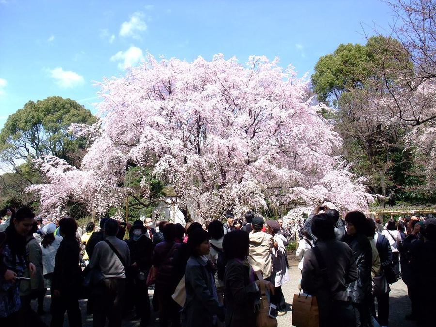 Сад Рикугиэн в Японии (Rikugien garden)