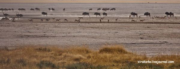 Национальный парк Этоша (англ. Etosha) в Намибии