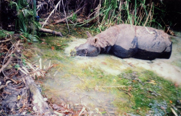 Последний яванский носорог был найден во Вьетнаме мертвым