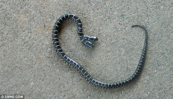 Двухголовая змея была найдена в частном саду американца