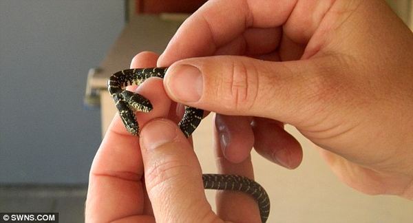 Двухголовая змея была найдена в частном саду американца