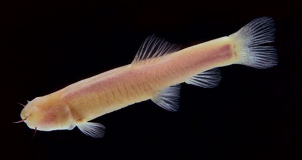 Пещерная рыба Phreatichthys andruzzii (фото авторов исследования).