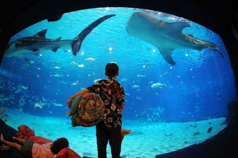 Джорджия аквариум (Georgia Aquarium) – cамый большой аквариум в мире