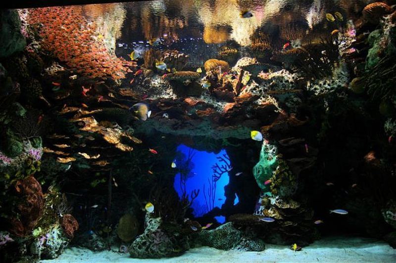 Джорджия аквариум (Georgia Aquarium) – cамый большой аквариум в мире