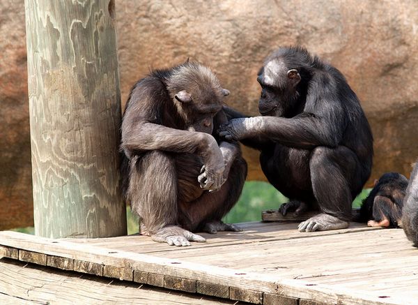 Шимпанзе вступают в контакт с товарищами исключительно из эгоистических побуждений. 