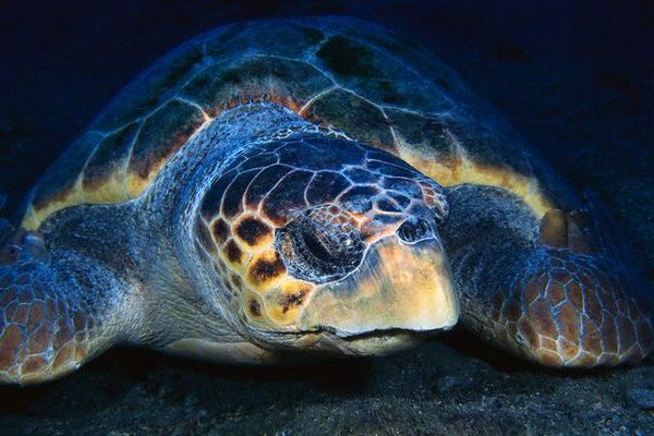 Тихоокеанское поголовье черепах сократилось по меньшей мере на 80%. (Фото Frank Burek / Corbis.)