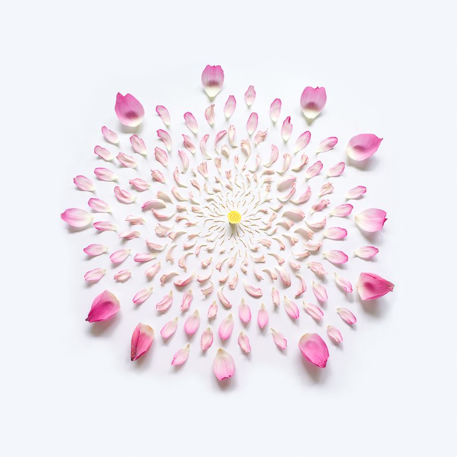 ''Разобранные цветы'' (Exploded Flowers) от фотографа Qi Wei