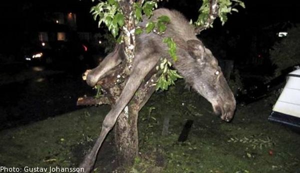Пьяный лось залез на яблоню и застрял