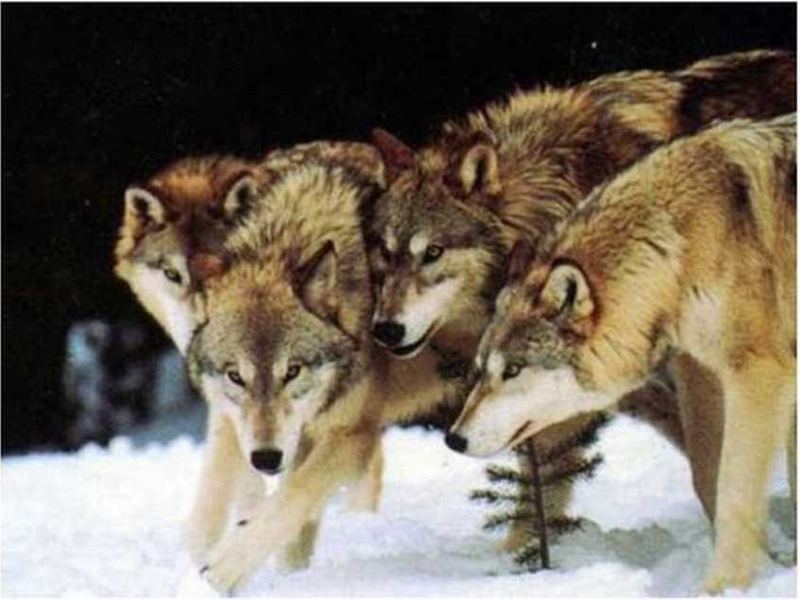 http://animalworld.com.ua/images/2012/April/Animals/Wolf/Wolf_1.jpg