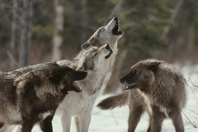 http://animalworld.com.ua/images/2012/April/Animals/Wolf/Wolf_2.jpg