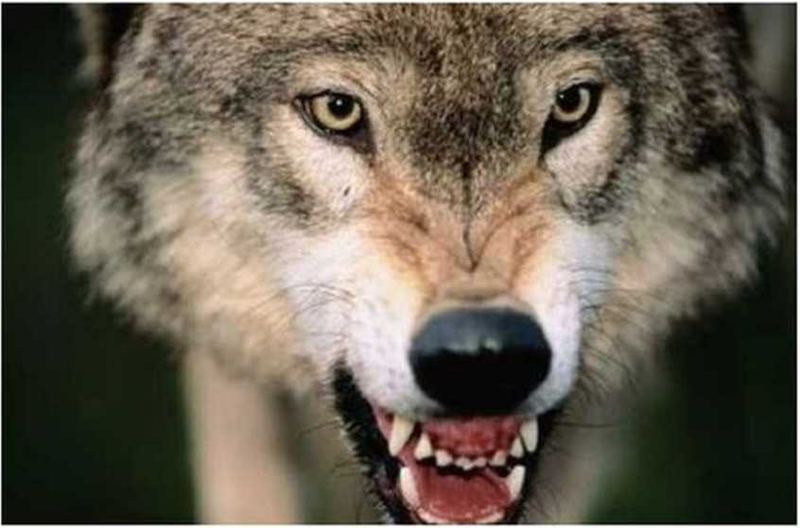 http://animalworld.com.ua/images/2012/April/Animals/Wolf/Wolf_3.jpg