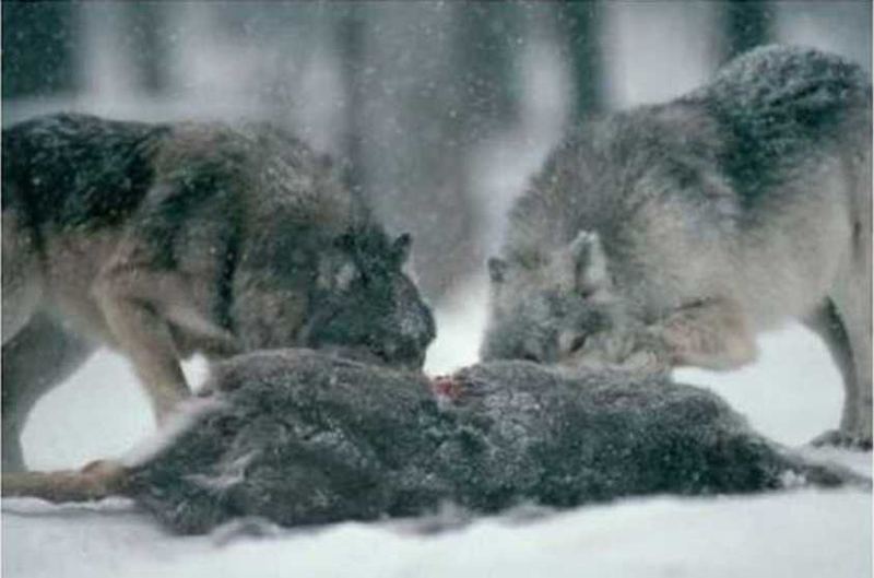 http://animalworld.com.ua/images/2012/April/Animals/Wolf/Wolf_5.jpg