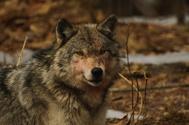 http://animalworld.com.ua/images/2012/April/Animals/Wolf/Wolf_7.jpg