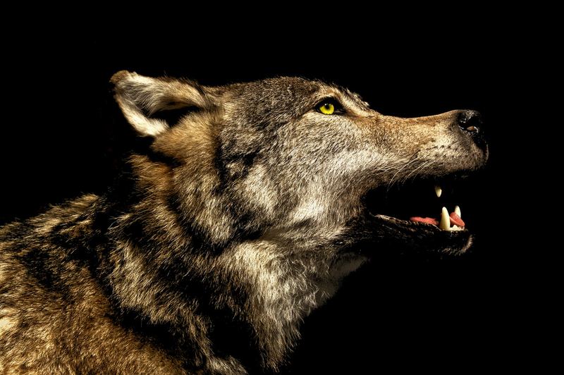 http://animalworld.com.ua/images/2012/April/Animals/Wolf/Wolf_9.jpg