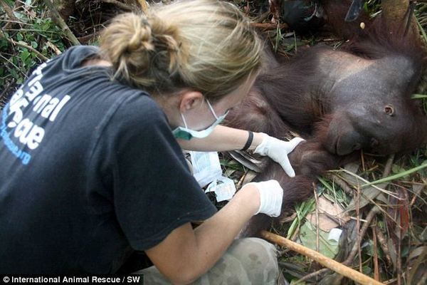 Орангутан не хотел умирать и даже пытался отгрызть себе пальцы, чтобы выбраться из ловушки