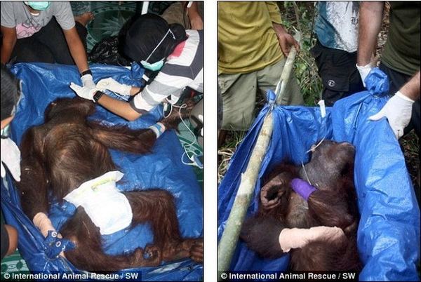 Орангутан не хотел умирать и даже пытался отгрызть себе пальцы, чтобы выбраться из ловушки