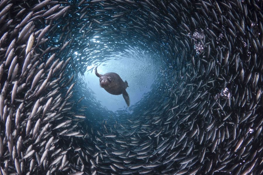 Подводный мир в фотографиях Дэвида Флитэма