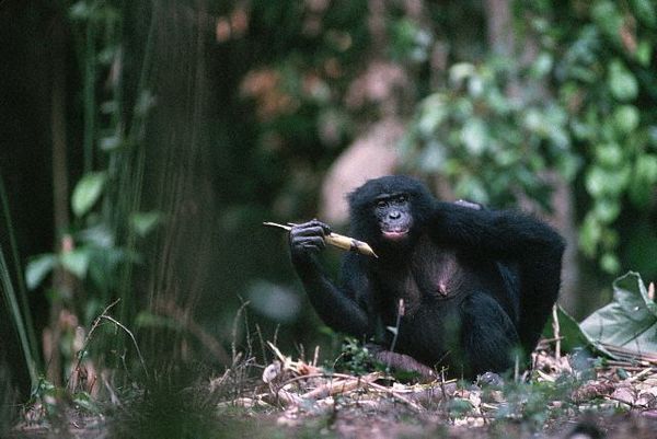 Шимпанзе бонобо с куском сахарного тростника