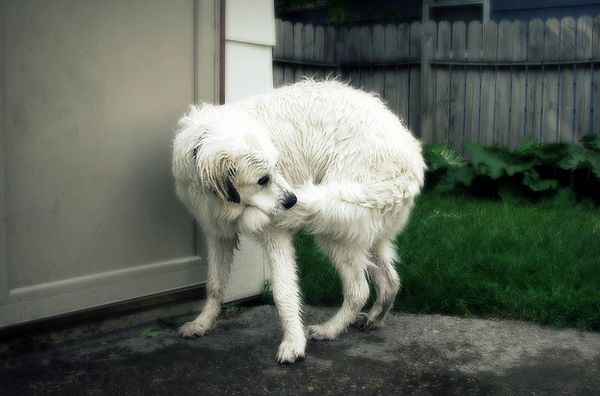 Погоня за собственным хвостом у собаки может быть не столько игрой, сколько проявлением невроза навязчивых состояний