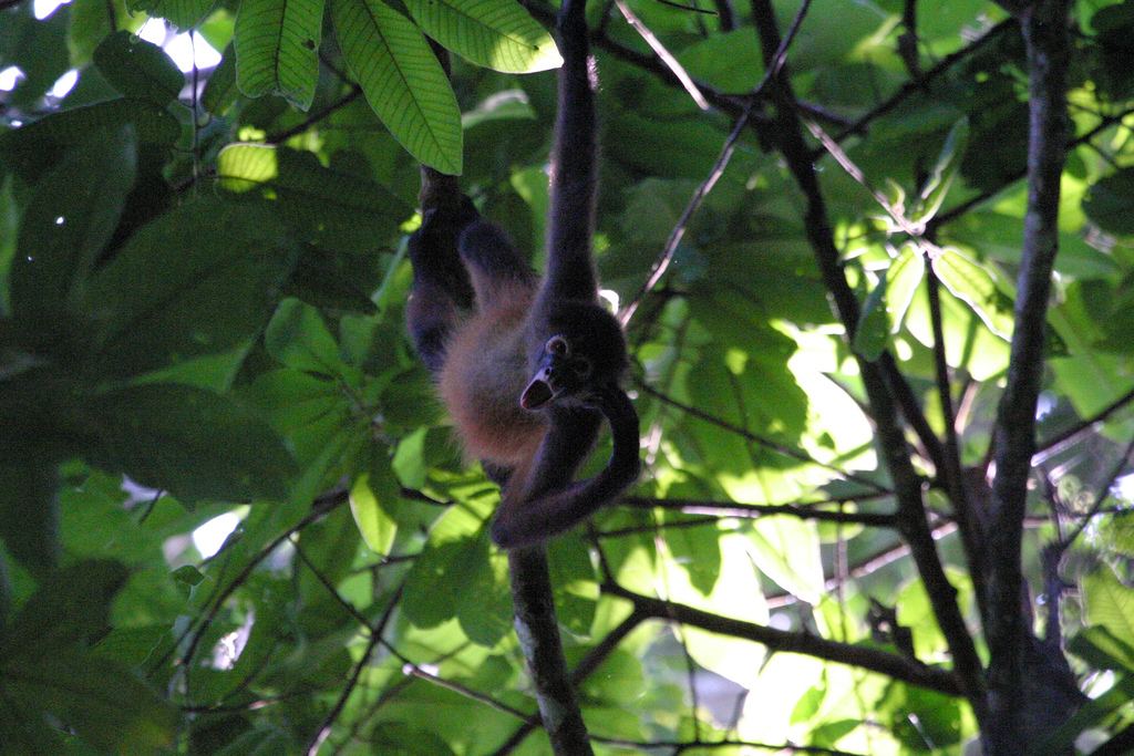 Research on Spider Monkeys