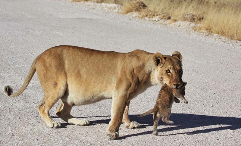 Неожиданная встреча туристов с львицей и её детёнышами