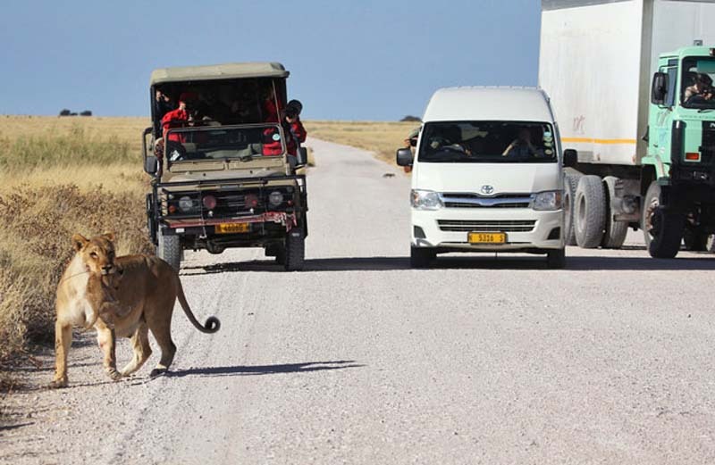 Неожиданная встреча туристов с львицей и её детёнышами